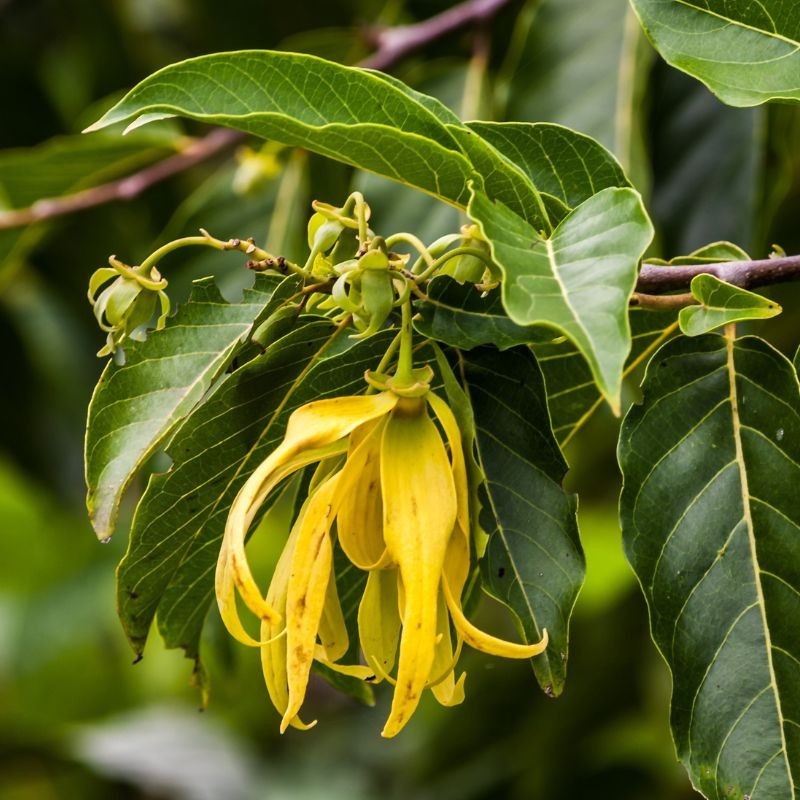 Eau de parfum BIO Certifiée Douceur Vanillée